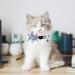 Pet Cat Safety Collar Breakaway Cat Collar with Bells Adjustable Cat Collars with Sunflower Cute and Soft Cat Collars Cat Collar Accessories for Cat and Small Animals Pets Blueflower - Buy Online on SooperMarket.com