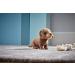 Living Nature Soft Toy Gift Bundle - Plush Dachshund Sausage Dog & Puppy - 20cm and 16cm - Dachshund Bundle - Buy Online on SooperMarket.com