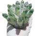 Stone Crafts Green Ghost Phantom Quartz Crystal Cluster Specimen kaixun (Size : 500-600g) - Buy Online on SooperMarket.com
