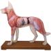 66Fit Dog Acupuncture Model - Essential Pressure Points for Veterinarians | International Shipping Available - Buy Online on SooperMarket.com