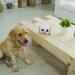 SKYMEE Owl Robot Pet Camera & Treat Dispenser for Dogs & Cats | Remote App Control | Interactive Toy | 2.4G WiFi | Ideal for Women - Buy Online on SooperMarket.com