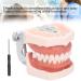 Removable Tooth Model for Dental Education | Simulation Teeth Restoration & Bridge Implants Teaching Aid - Buy Online on SooperMarket.com