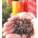 Taiwan unique tea Oriental Beauty tea 75g*4
