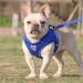 Buy Reflective Soft Padded Dog Harness & Cat Dishes for Small Dogs - Air-Mesh Leash Included | Perfect Fit for Puppies & Cats (Chest 29-33cm) - Blue - Buy Online on SooperMarket.com
