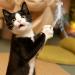 MWOOT 6pcs Cat Feather Toys with Bells Feather Toys Spinning Attachment for Indoor Cats and Kitten Catcher Replacement Feather Refills with Bells Feather Cat Toys for Playing Catcher and Exercising - Buy Online on SooperMarket.com