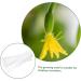 Milisten Horticulture 3pcs Vegetable Shaping Mold Strawberry Garden Tools Cucumber Molds As Shown 20x6cm - Buy Online on SooperMarket.com
