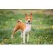 Yudote Soft Dog Collar for Medium Dogs Natural Cotton Mixed Fabric Sensitive Skin Friendly British Racing Green - 1 Pack - Buy Online on SooperMarket.com