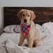 SLSON 14 Pack Dog Bandanas Plaid Dog Scarf Washable Triangle Pet Bibs Kerchief for Puppy Small Dog and Medium Dog Cat Pets - Buy Online on SooperMarket.com