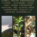 Pu-erh tea 2022 SHENG JIA YUAN green pond 357g Raw - Buy Online on SooperMarket.com