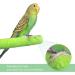 6Pcs Wood Bird Scrub Perch Platform Funny Bird Paw Grinding Stick Wooden Love Bird Parrot Perches Stand Colorful Bird Cage Grinding Perch for Parrot Toy (Random Color) - Buy Online on SooperMarket.com