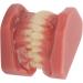 Teeth Demonstration Model - Orthodontic Mouth Training Reusable 28 Tooth Simulation for Dental Professionals & Hospitals - Buy Online on SooperMarket.com
