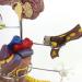 Model Model of Diabetes Complications Heart Pancreas Brain Neuron Model Foot Medical Communication Aids for The Diabetes Demonstration - Buy Online on SooperMarket.com