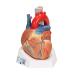 3B Scientific VD253 7 Part Heart Model 7.9-Inchx5.9-Inchx6.7-Inch