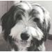 100% Natural Flea Shampoo for Dogs - Natural Flea Away Shampoo - Flea Shampoo for dogs to kill Fleas and Eggs - Safe Chemical Free - Natural Dog Flea Shampoo - Buy Online on SooperMarket.com