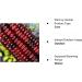 Jimmy Red Moonshine Grits Premium Heirloom Corn Seed Packet - Buy Online on SooperMarket.com
