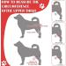 Dog Leg Brace Arthritis Relief Joint Protection Pain Reduction 1 Pair Flexible Dog Knee Pads Recovery (S for 3 to 12 Months) - Buy Online on SooperMarket.com