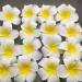 4 Pieces Plumeria Flower Clips - Hawaiian Foam Hair Clips for Bridal Wedding & Beach Decor - Buy Online on SooperMarket.com