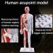 Male Acupuncture and Muscle Model Acupuncture Manikin 85Cm Meridian Anatomy Models with Accurate Lettering of Acupuncture Points for Teaching Training Presentation - Buy Online on SooperMarket.com