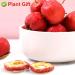 Buy Dried Hawthorn Berries (Shaanzha) - 80g Plant Gift for Health Tea | International Shipping - Buy Online on SooperMarket.com