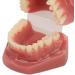 Teeth Demonstration Model - Orthodontic Mouth Training Reusable 28 Tooth Simulation for Dental Professionals & Hospitals - Buy Online on SooperMarket.com