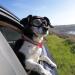 PETLESO Dog Goggles Large Eye Protection Dog Sunglasses for Middle/Large Dogs Clear