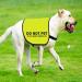 Do Not Pet No Hand Sniffs Dog Jacket Vest Nervous Anxious Dog Slogan Warning Vest (NO HAND SNIFFS Medium) NO HAND SNIFFS M EU - Buy Online on SooperMarket.com