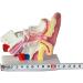 Ear Model Human Ear Anatomeme Model 1.5 Fold Magnification Model Suitable for Medical - Buy Online on SooperMarket.com