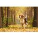 Lionet Paws Dog Bandana - Triangle Scarf for Small Medium & Large Dogs | White Flower Print - Buy Online on SooperMarket.com