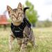 Breakproof Cat Leash Set & Adjustable Soft Kitten Vest - Reflective Stripes Black XS - Perfect for Small Kittens - Buy Online on SooperMarket.com