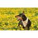 Lionet Paws Dog Bandana - Triangular Scarf for All Dog Sizes (Yellow Flower) - Stylish & Durable Headscarf for Pets - Buy Online on SooperMarket.com