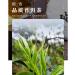 Pu-erh tea 2018 Shangpin 357g Raw - Buy Online on SooperMarket.com