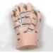 1 Pair of Human Human Body Hand Template PVC Model Chinese Hand Reflex Area Reflexology - Buy Online on SooperMarket.com