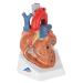 3B Scientific VD253 7 Part Heart Model 7.9-Inchx5.9-Inchx6.7-Inch - Buy Online on SooperMarket.com