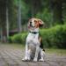 Audwud Thick Nylon Neck Band Dog Collar - Adjustable Classic Design for Small Medium & Large Dogs | M Size: 37-54 cm | Available in Multiple Colors - Buy Online on SooperMarket.com