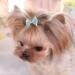 WVRLY 15Pcs Puppy Dog Hair Bow with Alligator Clips Pet Hair Bows Pet Grooming Hairpin Kitten Bow Barrettes Small Dogs Bowknot Hair Clip for Puppies Cats and Other Small Pets - Buy Online on SooperMarket.com