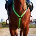 Kenyaw LED Horse Harness | Robust Chest Strap for Comfort & Safety | Best Visibility for Riding - Buy Online on SooperMarket.com