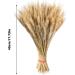 Dried Wheat Stalks 100Pcs Dried Wheat Sheaves Rustic Natural Ears of Wheat Natural Wheat Decor for Home Farmhouse Fireplace Wedding Party and Table/523 - Buy Online on SooperMarket.com
