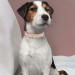 Yudote Ultra-Like Dog Collar for Medium Dogs - Natural Cotton Cord - Dusty Pink - Sensitive Skin Friendly - Buy Online on SooperMarket.com