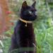Tagme Personalized Cat Collar - Adjustable Safety Neck Band with Name & Phone 2-Pack Yellow (18-28 cm) - Perfect for Cats - Buy Online on SooperMarket.com