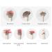 Soft Comfortable Grip 10pcs Eye Shadow & Concealer Brush Set | Premium Makeup Brushes for Creamy & Powder Application - Buy Online on SooperMarket.com