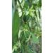 Royal Brand 10-Pod Pack: Vanilla Bourbon Madagascar (14-20cm) - Buy Online on SooperMarket.com