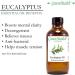 Eucalyptus Essential Oil - 100% Pure - 16 fl oz | Natural Eucalyptus Oil - Buy Online on SooperMarket.com
