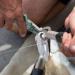HAUSHOF Aluminum Fishing Pliers and Fish Lip Gripper  Stainless SteelÂ Multi-Function Fishing Pliers Hook Remover with Tungsten Carbide Cutters  Coiled Lanyard and Sheath - Buy Online on SooperMarket.com