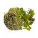 Tulsi powder 100g natural Holy Basil Queen of Herbs tulasi Indian Basil Dried Tulsi loose Leaves.
