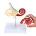 RONTEN Inner Ear Model - 8X Life-Size Medical Anatomy Model - Buy Online on SooperMarket.com