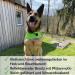 Reflective Dog Warning Vest - Safety Jacket with Lining Fabric | Robust Sizes in Neon Green for Enhanced Visibility - Buy Online on SooperMarket.com