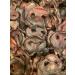 PAWS PARADISE 1kg x QUALITY BRITISH GRADE A PIGS SNOUTS