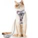 Supet cat dishes and line set set of fleeing kitten kitten.