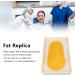 Fat Replica 1 Lb Real Soft Touch Fat Model A True Replica of Human Fatty Tissue for Anatomy Physiology Science Technology Students Nutritionists Doctor Dietitians - Buy Online on SooperMarket.com