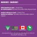 PlantVital High Potency L-Theanine 250mg Capsules - 240 Count - L Theanine Supplement for Relaxation and Stress Management Non-GMO Made in Canada - L-Theanine Supplements 8 Month Supply 240 count (Pack of 1) - Buy Online on SooperMarket.com